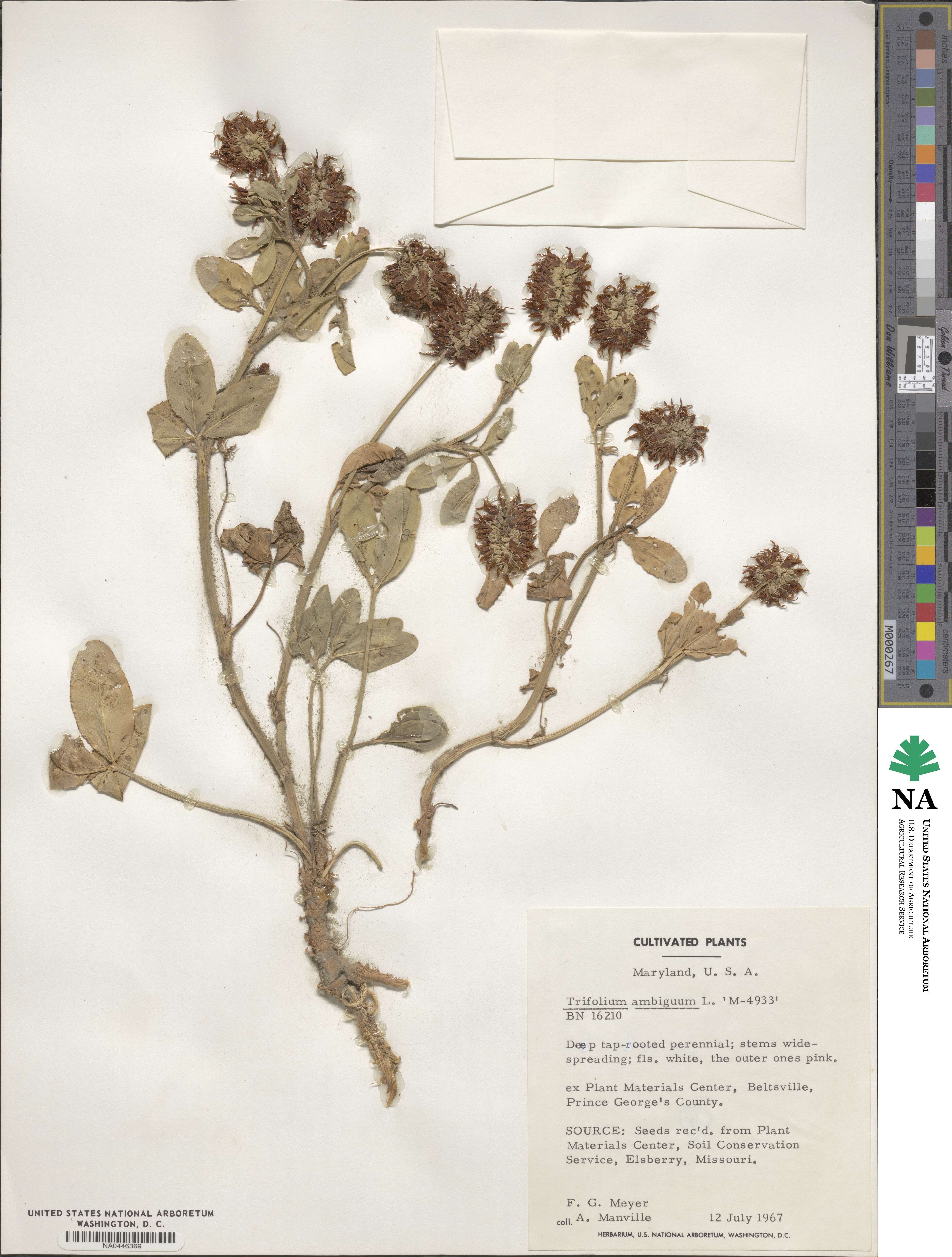 Trifolium ambiguum image