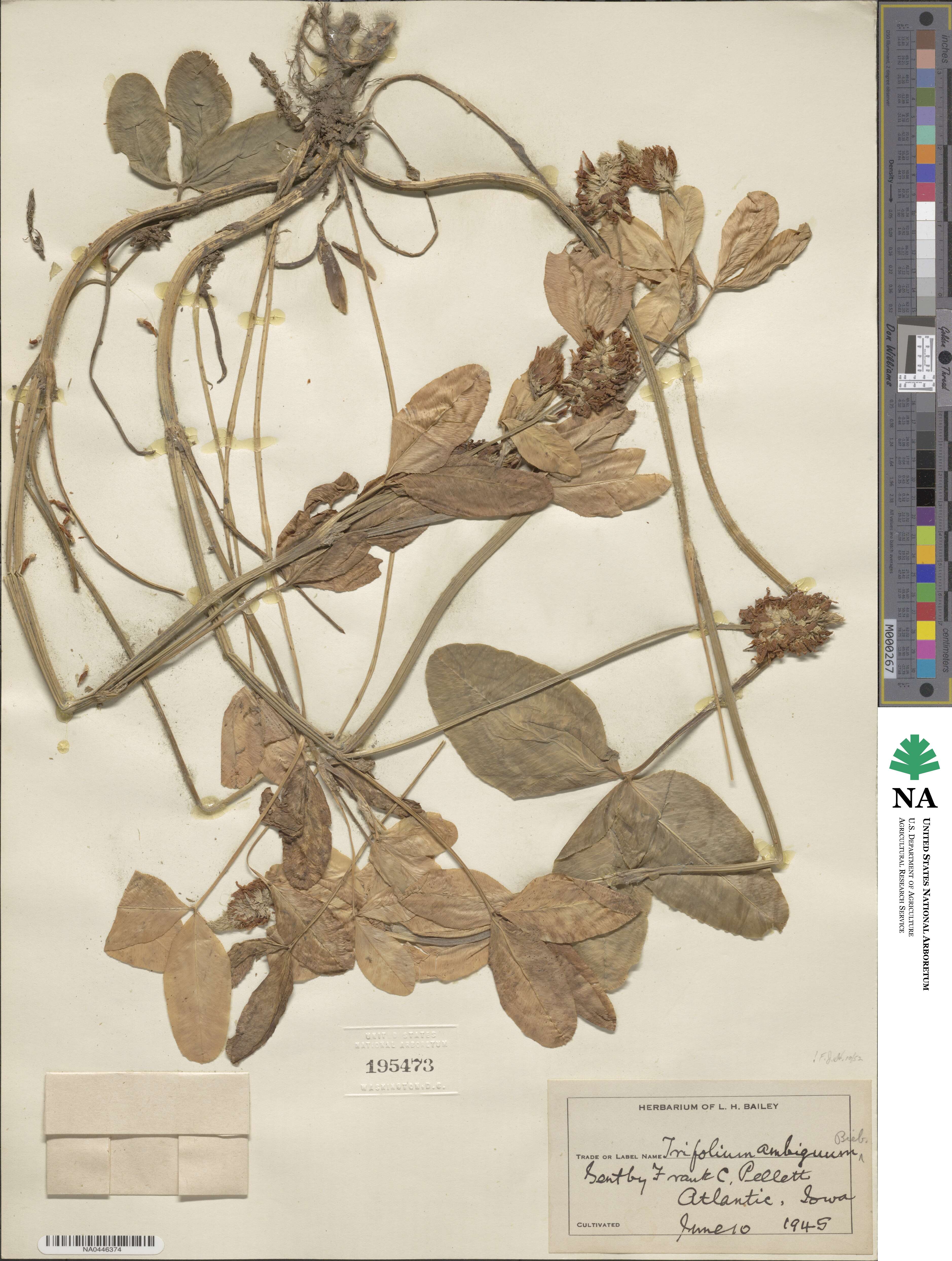 Trifolium ambiguum image