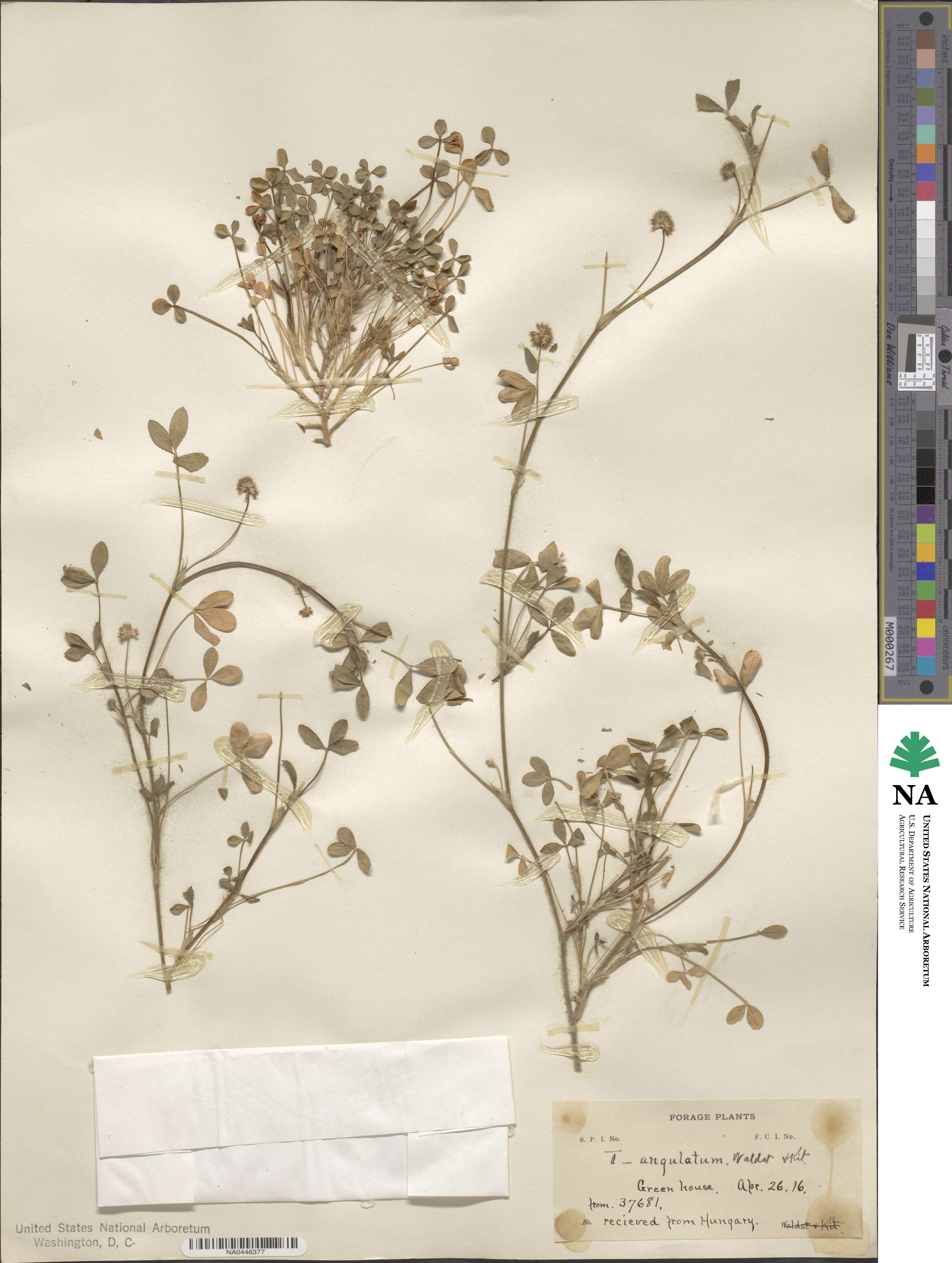 Trifolium angulatum image