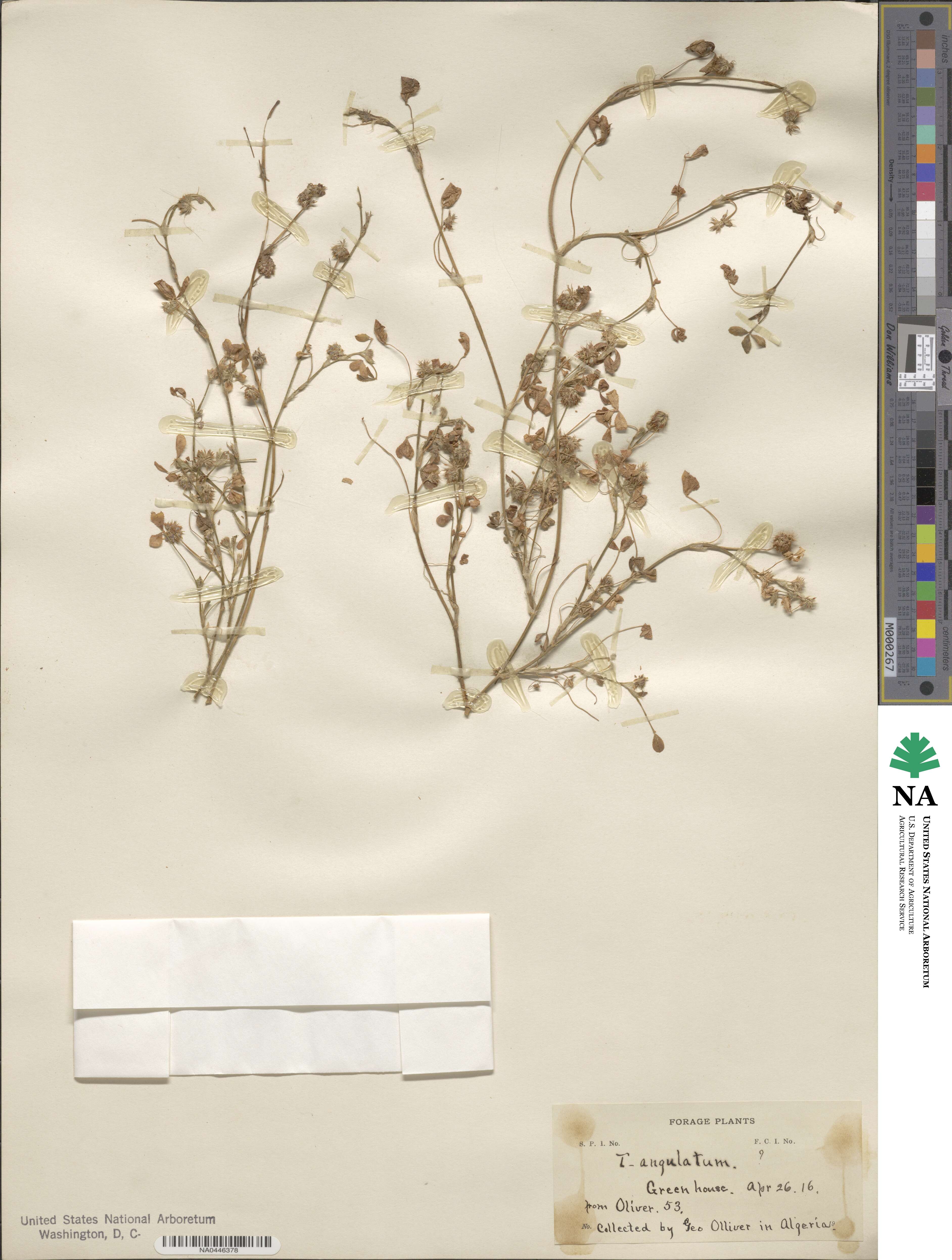 Trifolium angulatum image