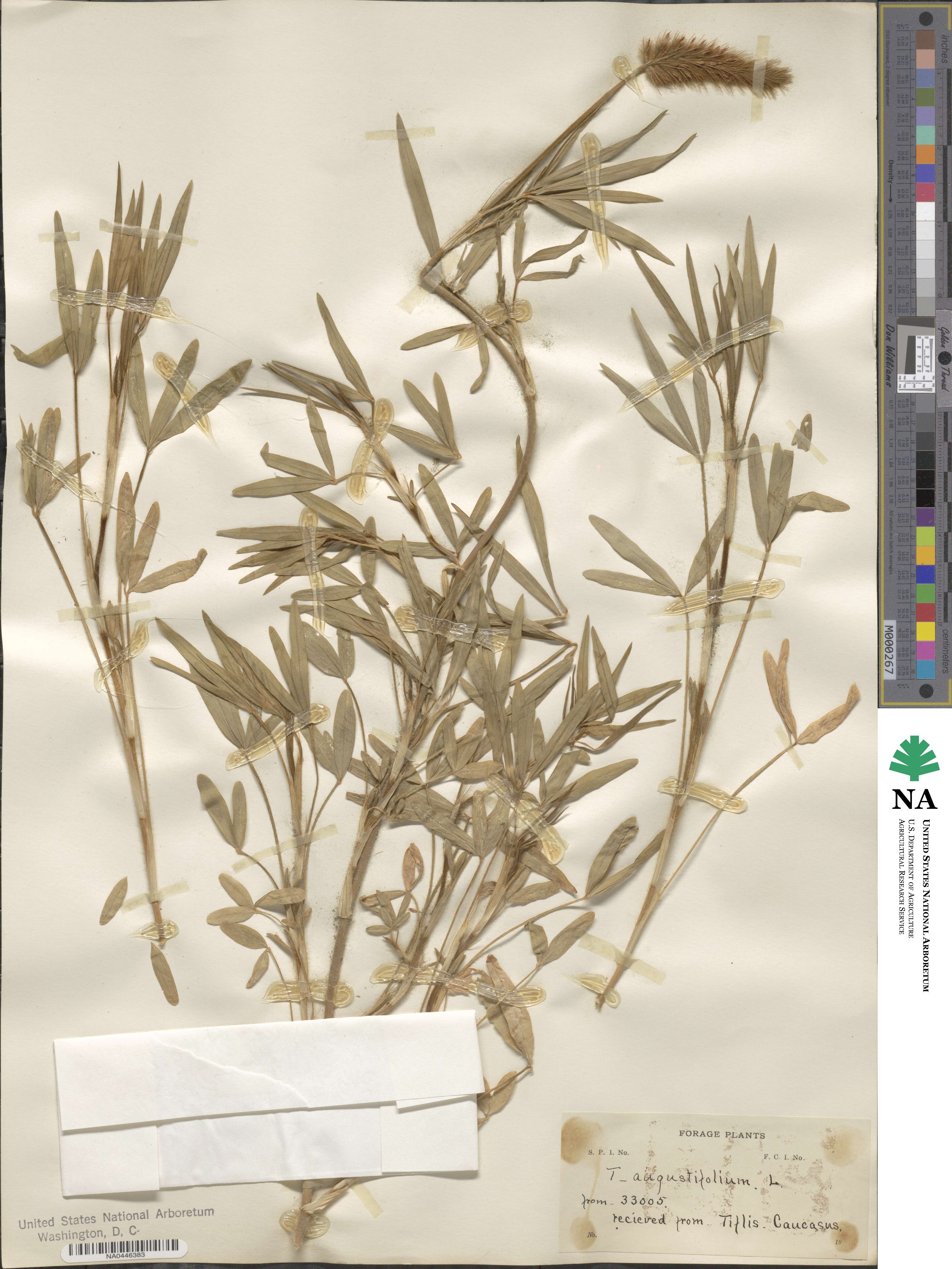 Trifolium angustifolium image