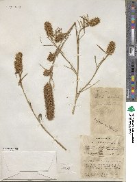 Trifolium angustifolium image