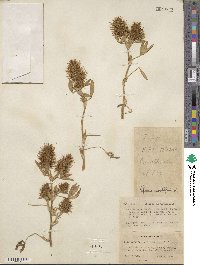 Trifolium angustifolium image