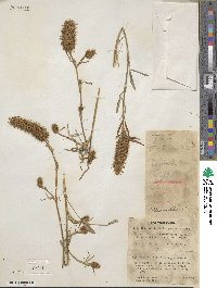 Trifolium angustifolium image