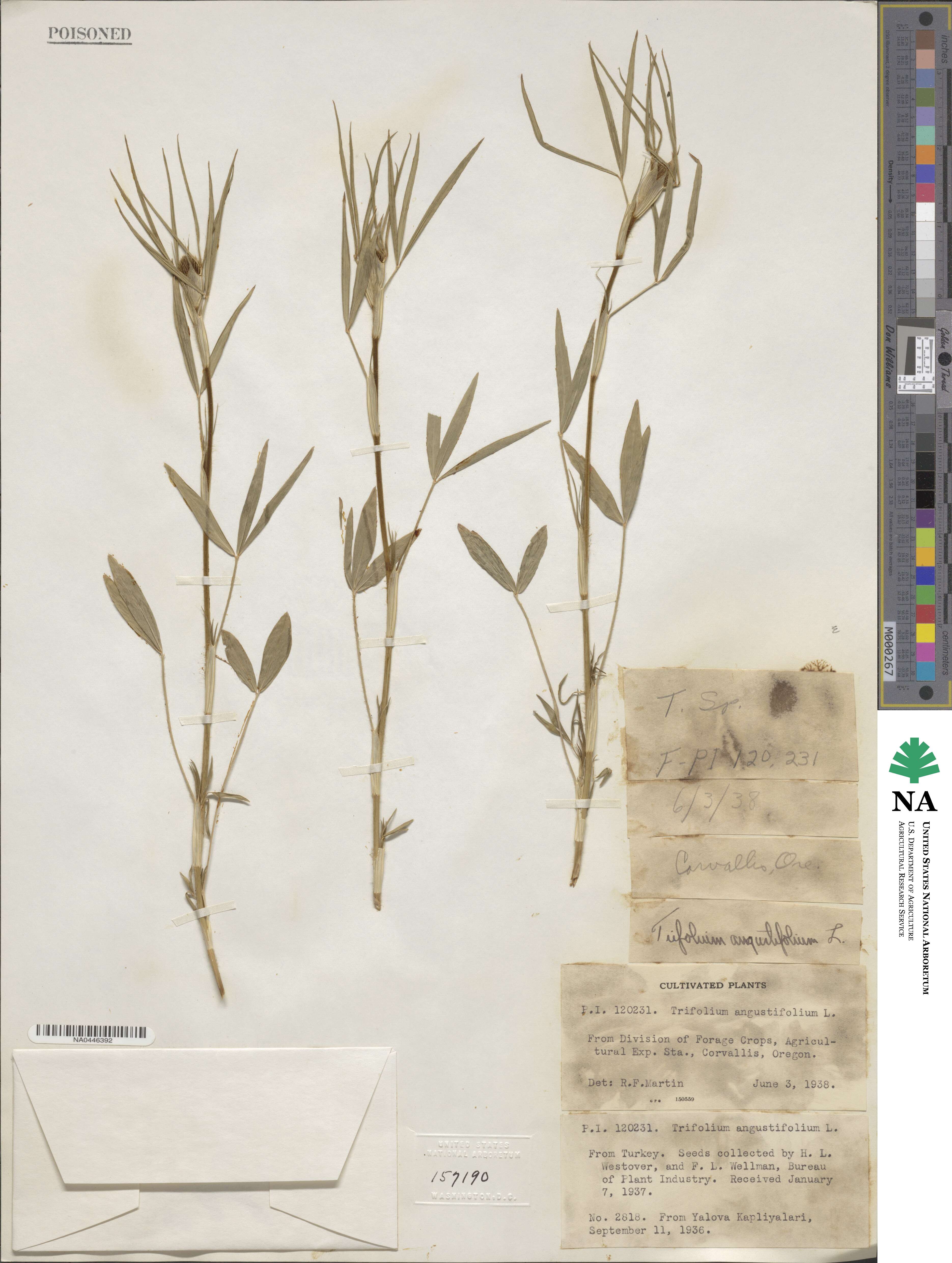 Trifolium angustifolium image