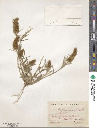 Trifolium angustifolium image