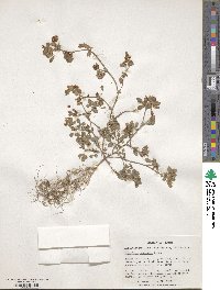 Trifolium campestre image