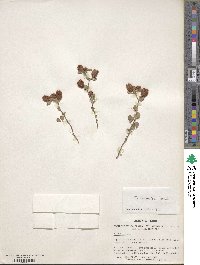 Trifolium campestre image