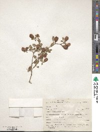 Trifolium campestre image