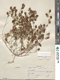 Trifolium campestre image