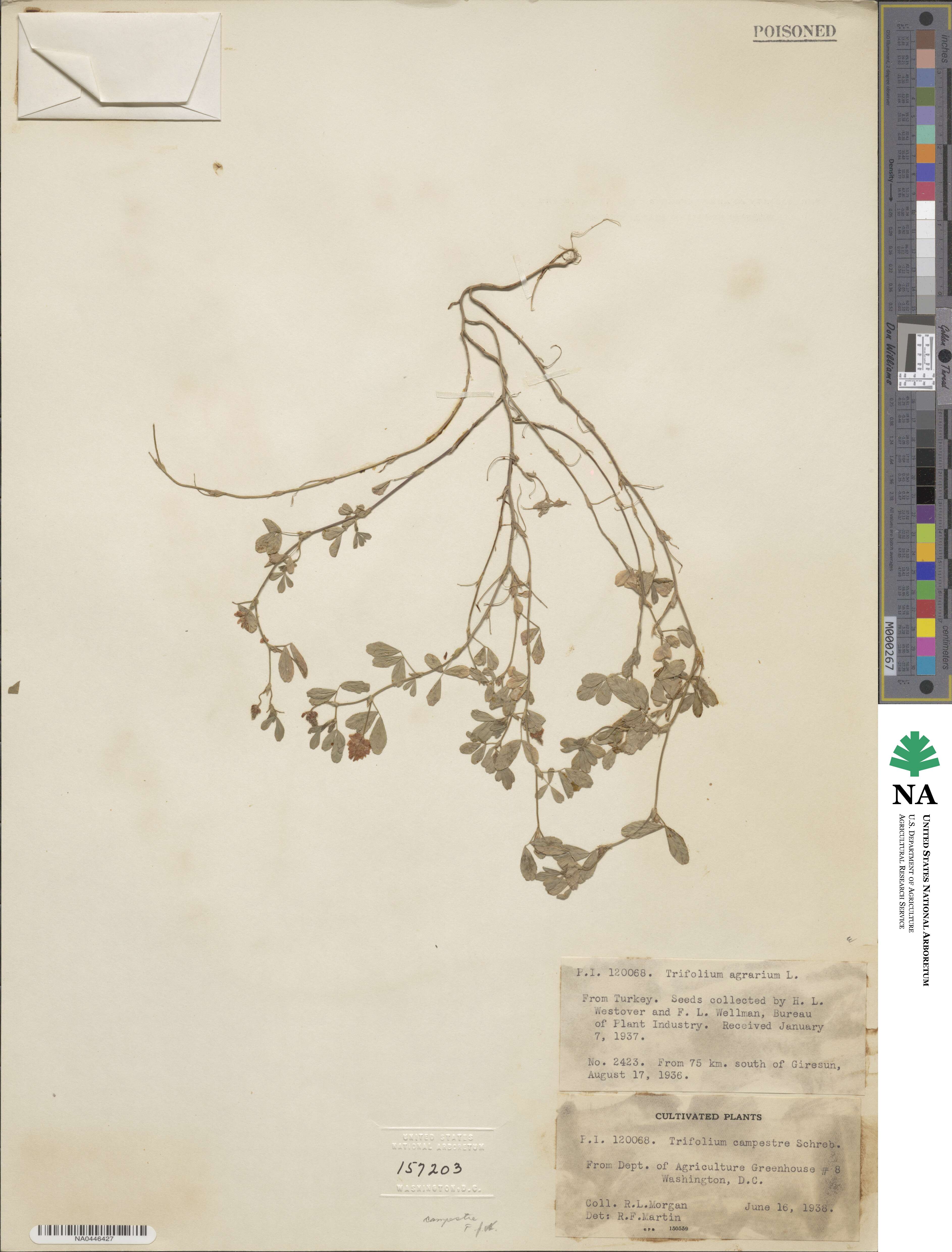 Trifolium campestre image