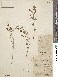 Trifolium campestre image