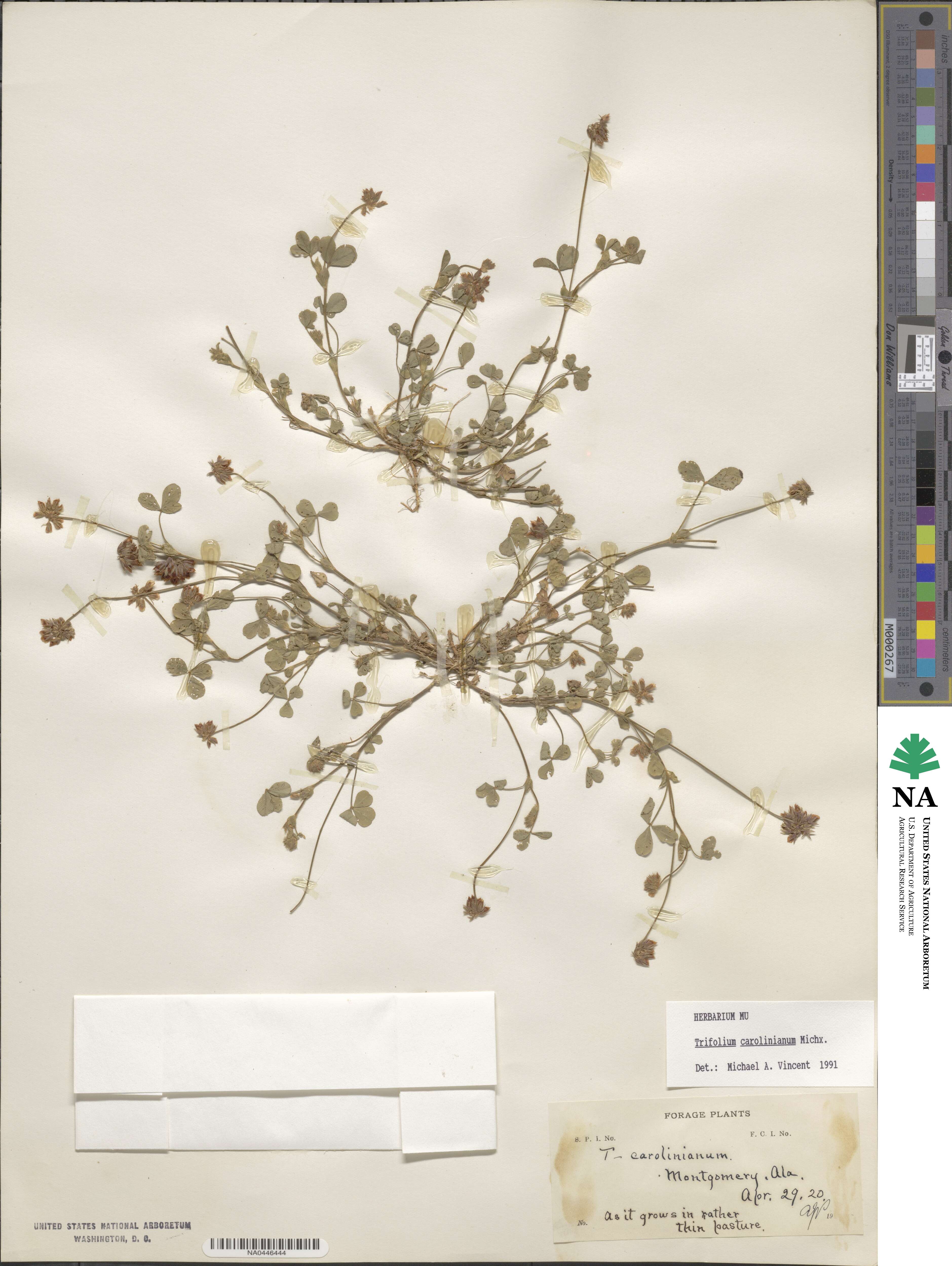 Trifolium carolinianum image