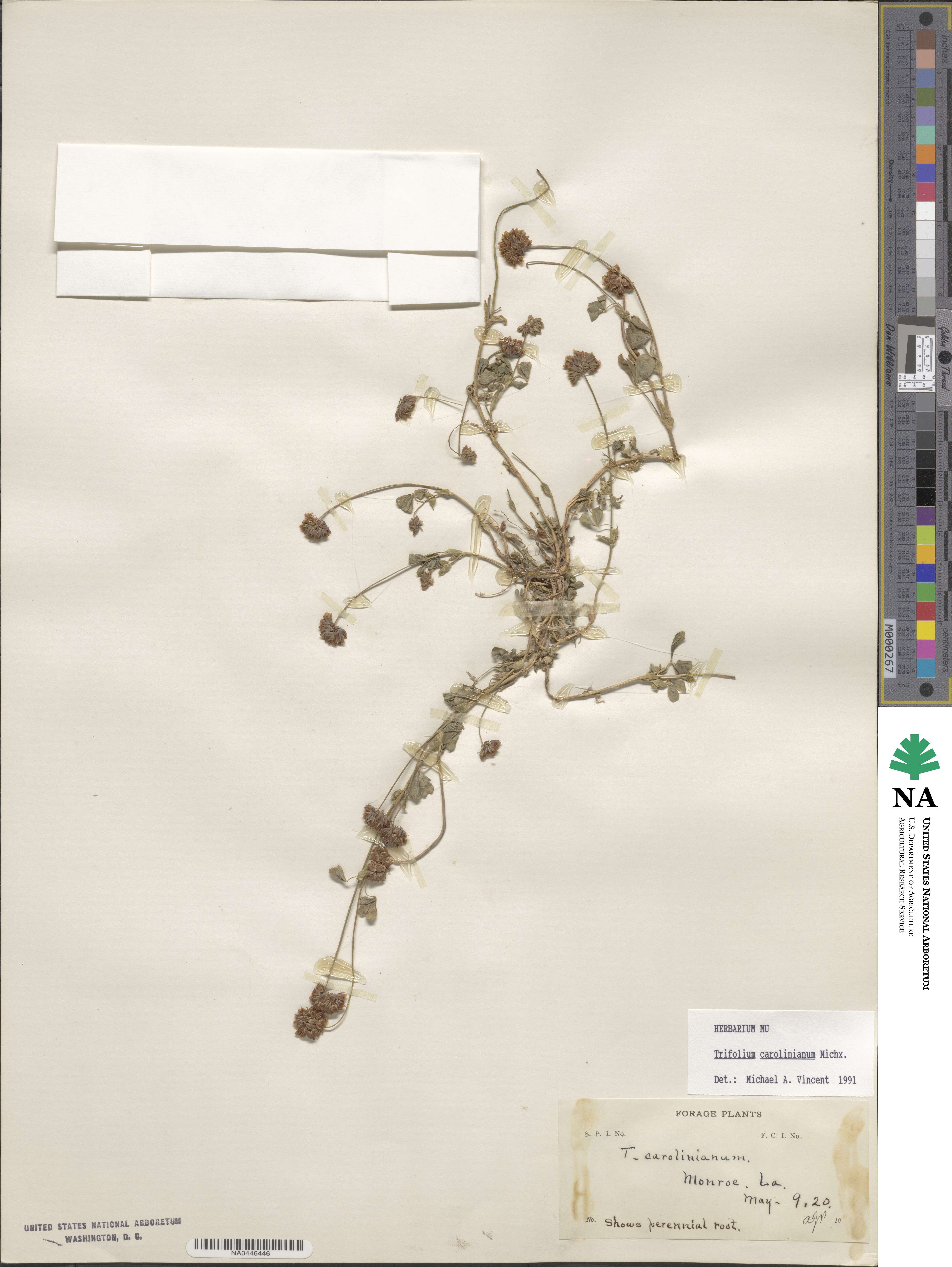 Trifolium carolinianum image