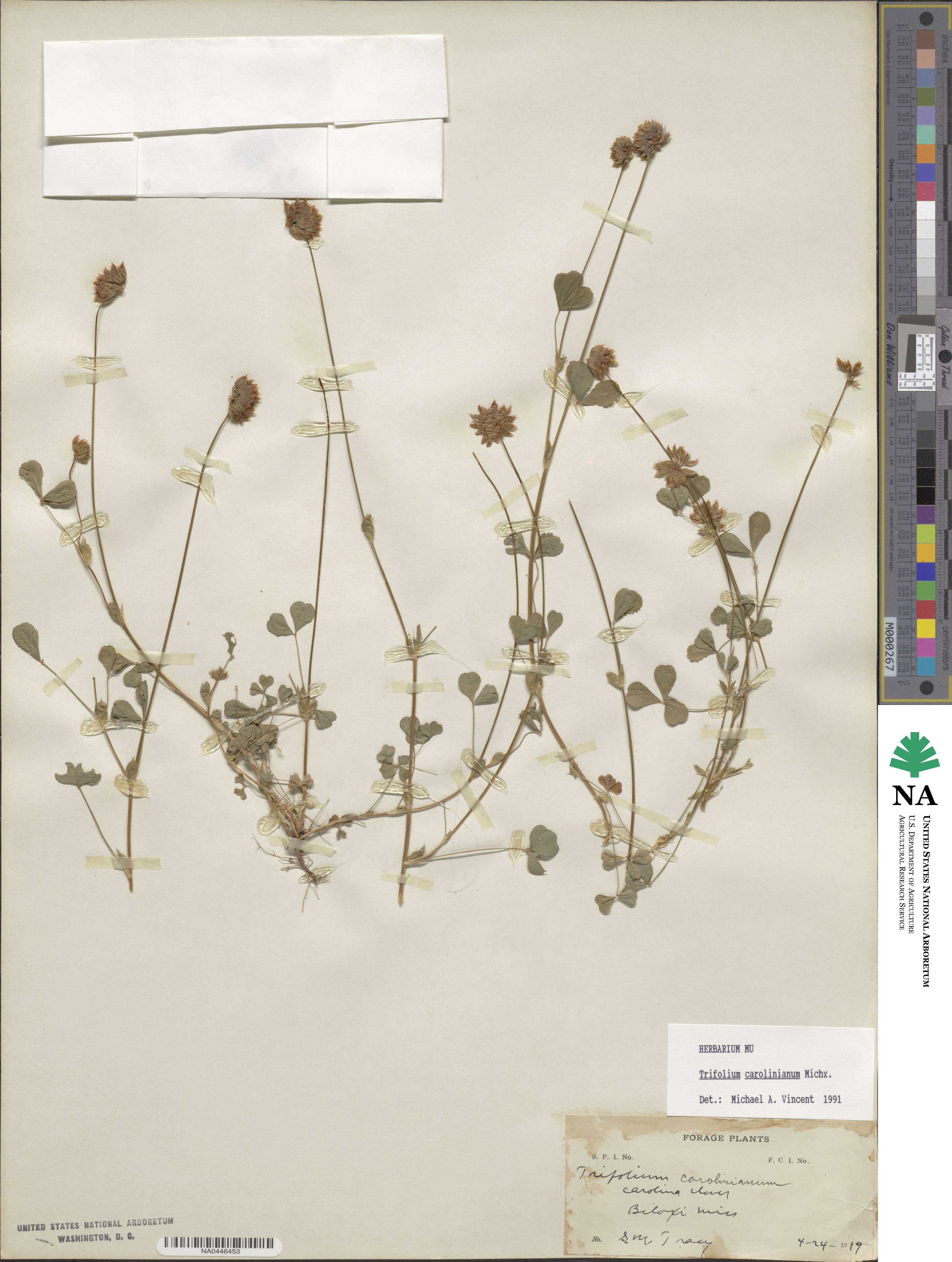 Trifolium carolinianum image