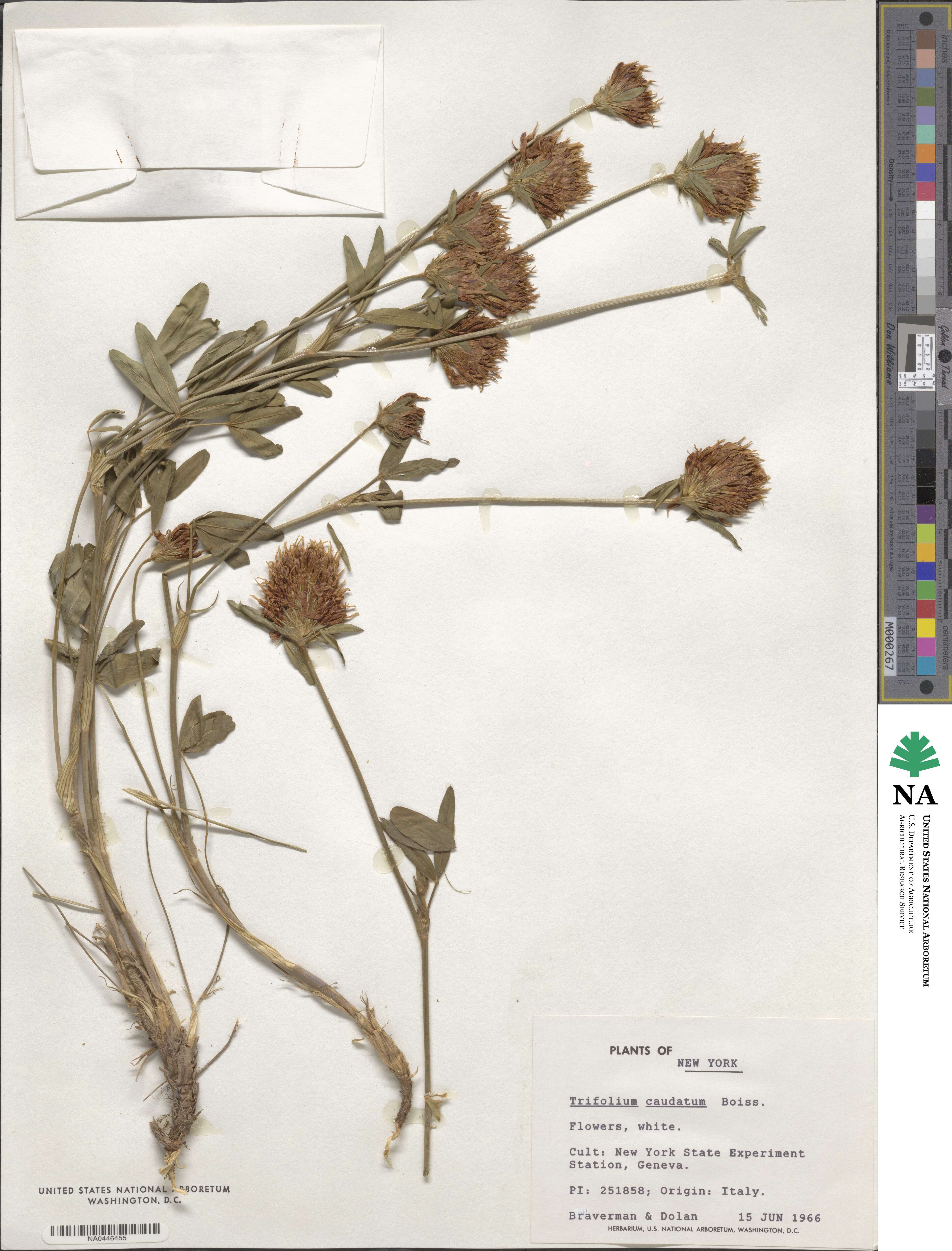 Trifolium caudatum image