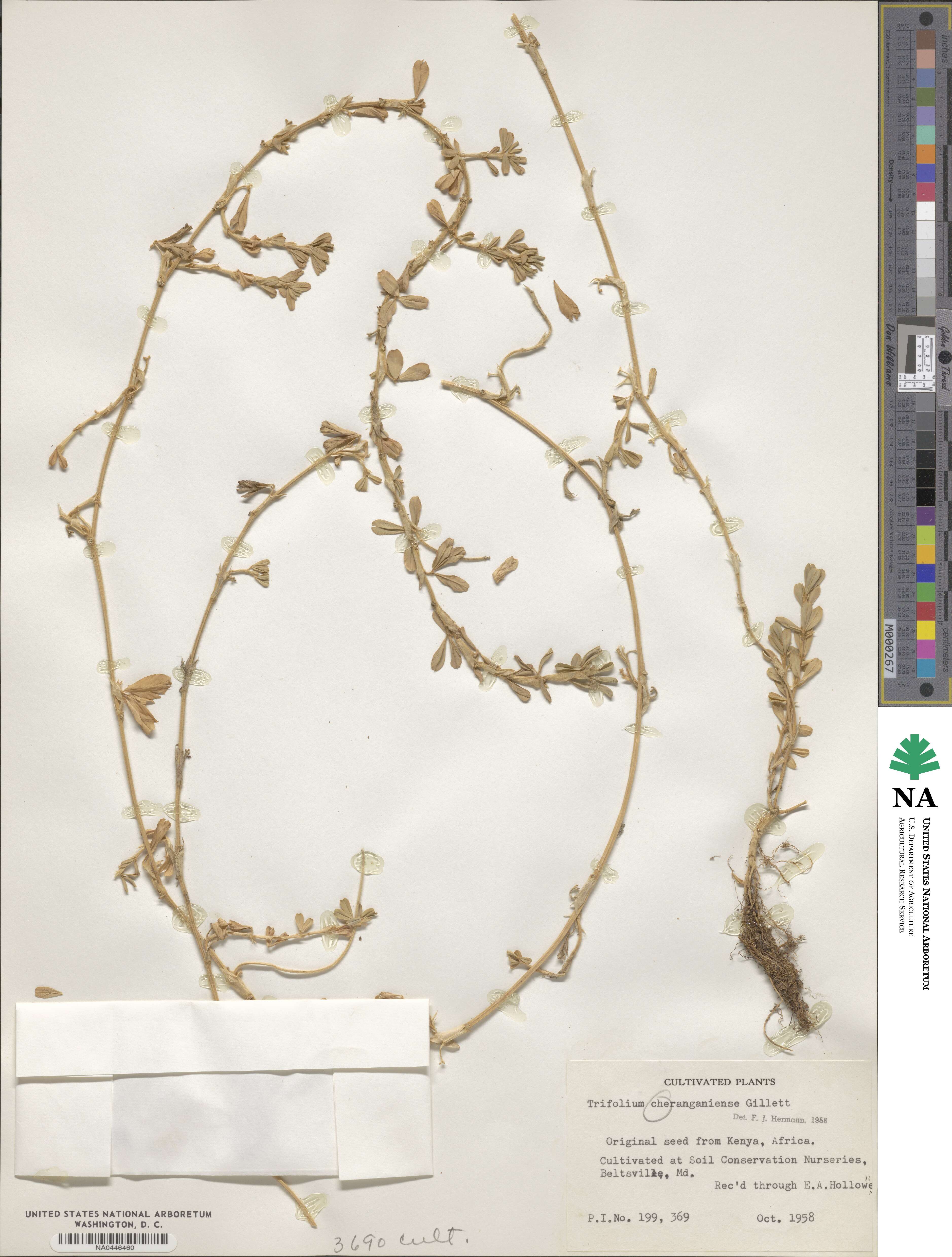 Trifolium cheranganiense image