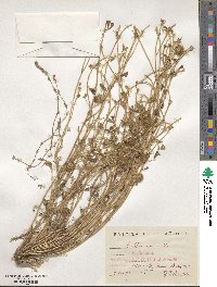 Trifolium cherleri image