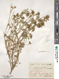 Trifolium cherleri image