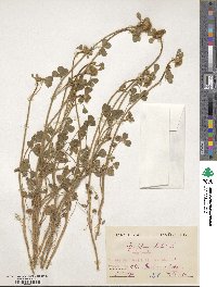 Trifolium cherleri image