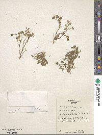 Trifolium cherleri image