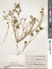 Trifolium cherleri image