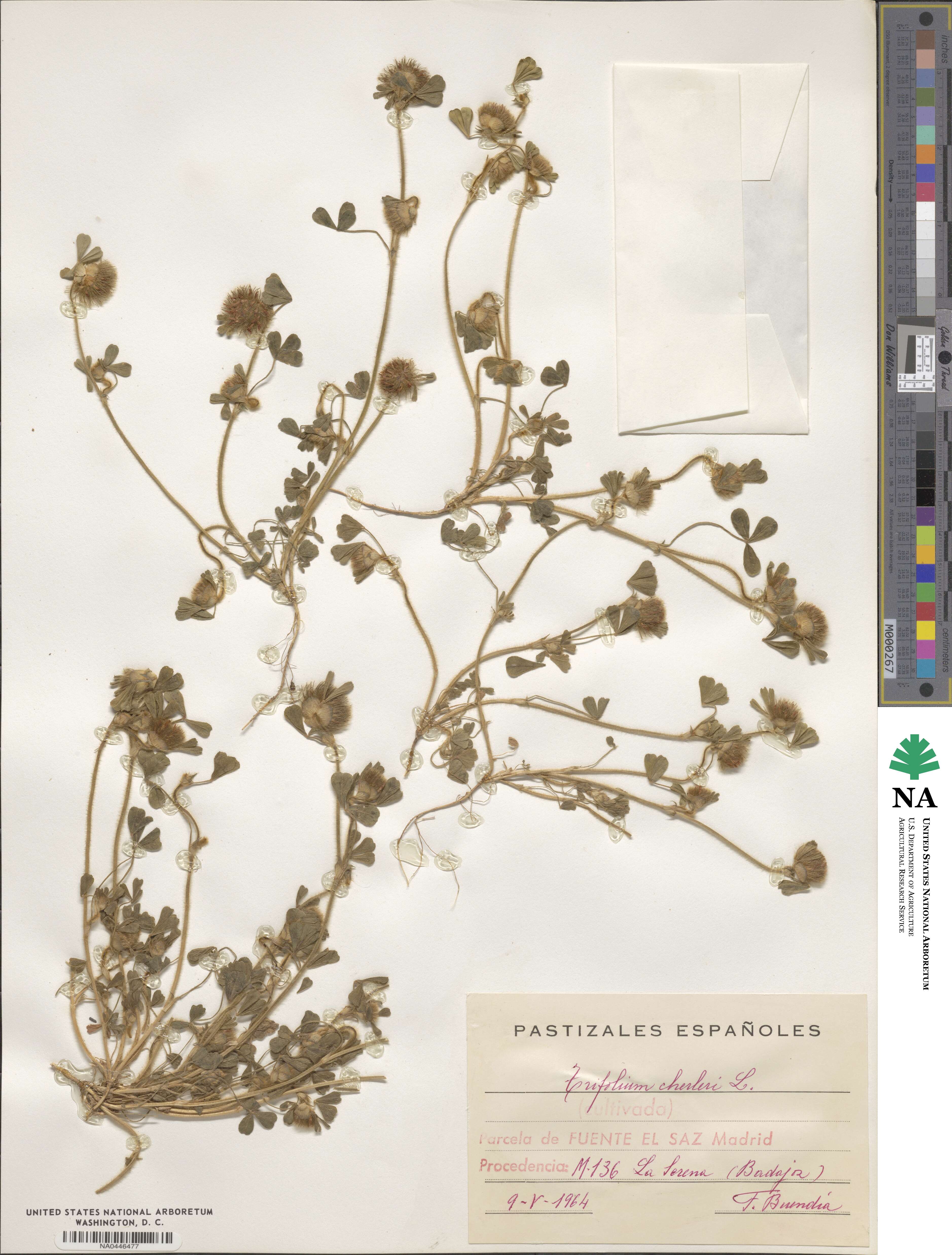 Trifolium cherleri image
