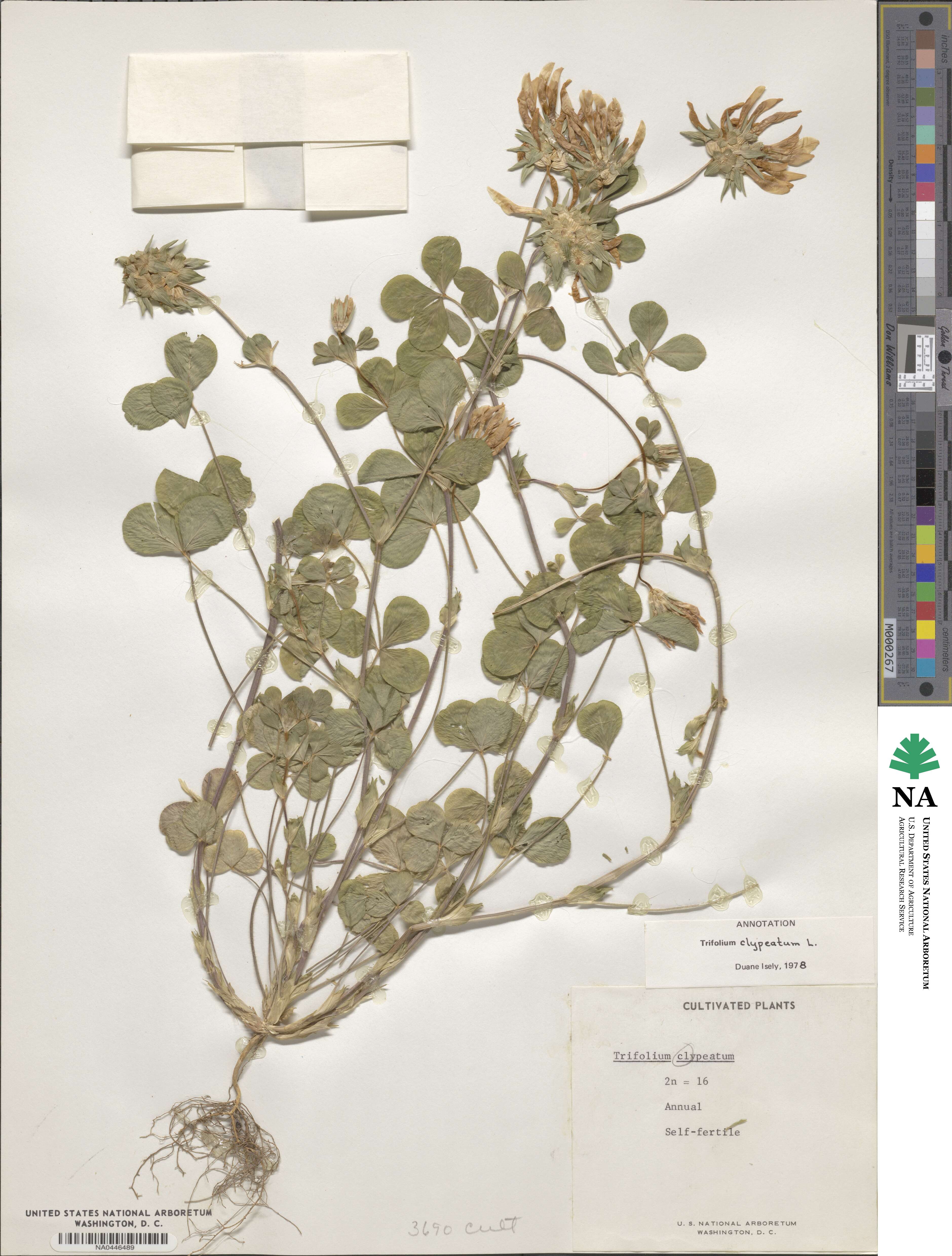 Trifolium clypeatum image