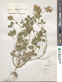 Trifolium clypeatum image