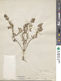Trifolium clypeatum image