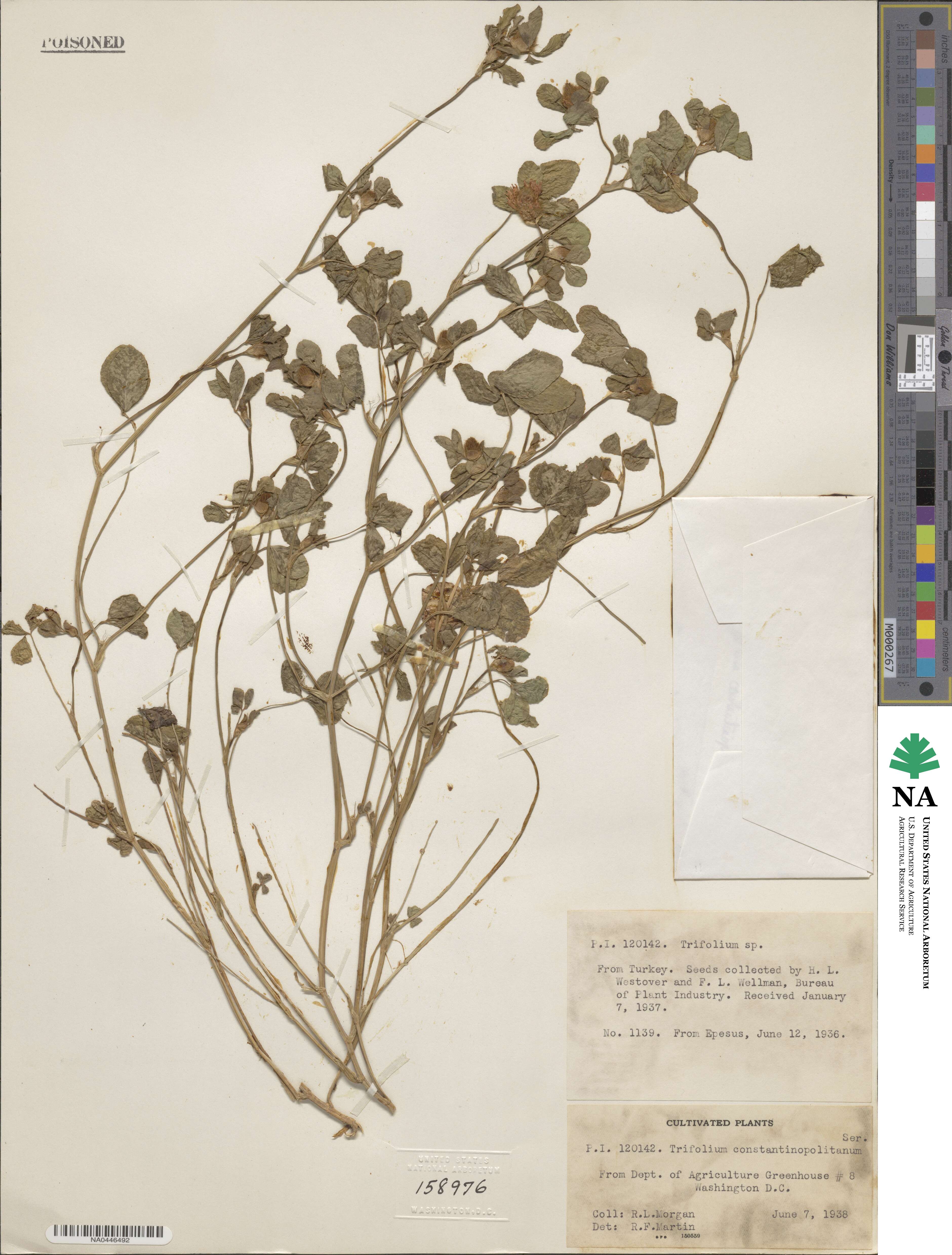 Trifolium constantinopolitanum image