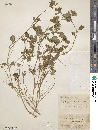 Trifolium constantinopolitanum image