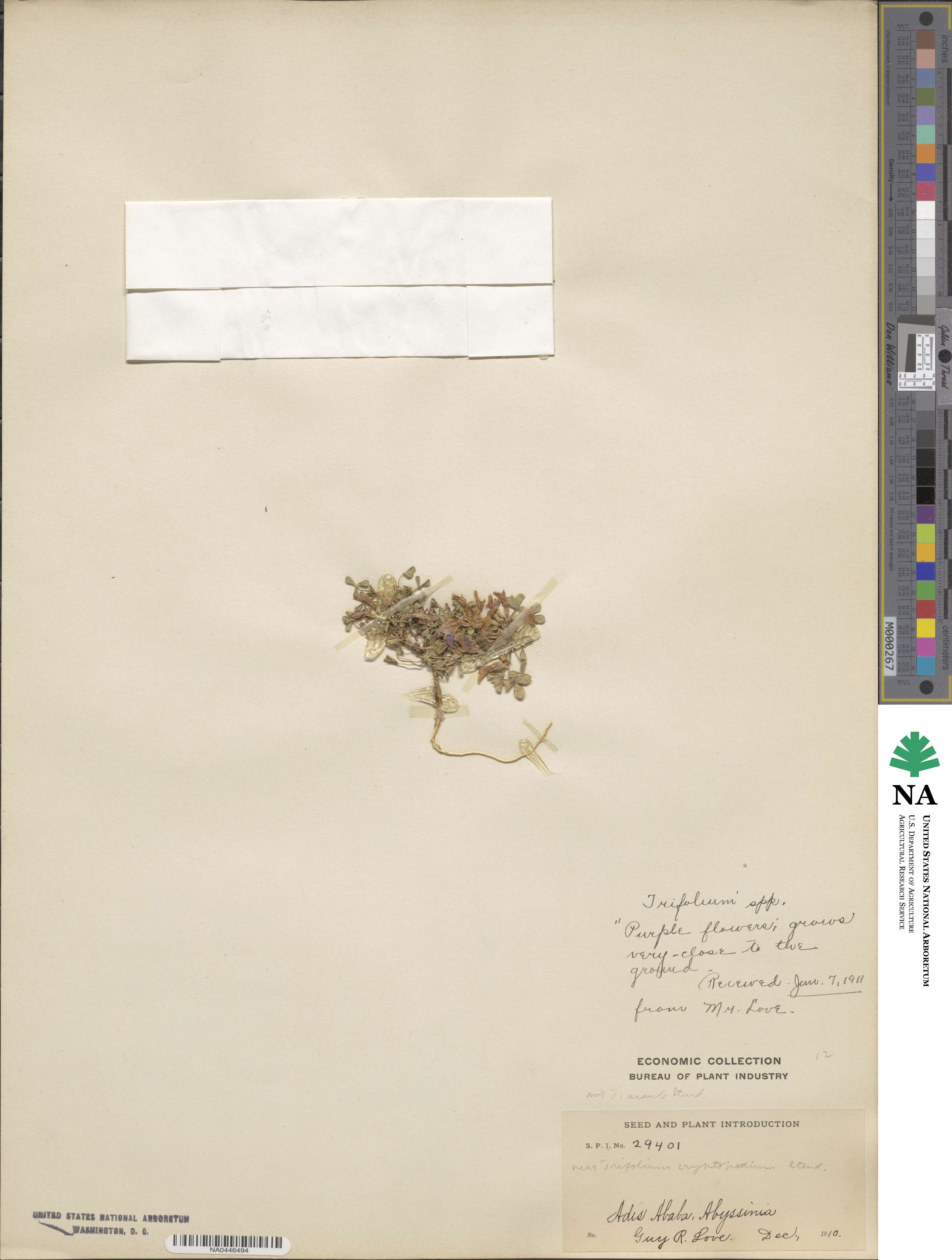 Trifolium cryptopodium image
