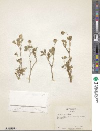 Trifolium cyathiferum image