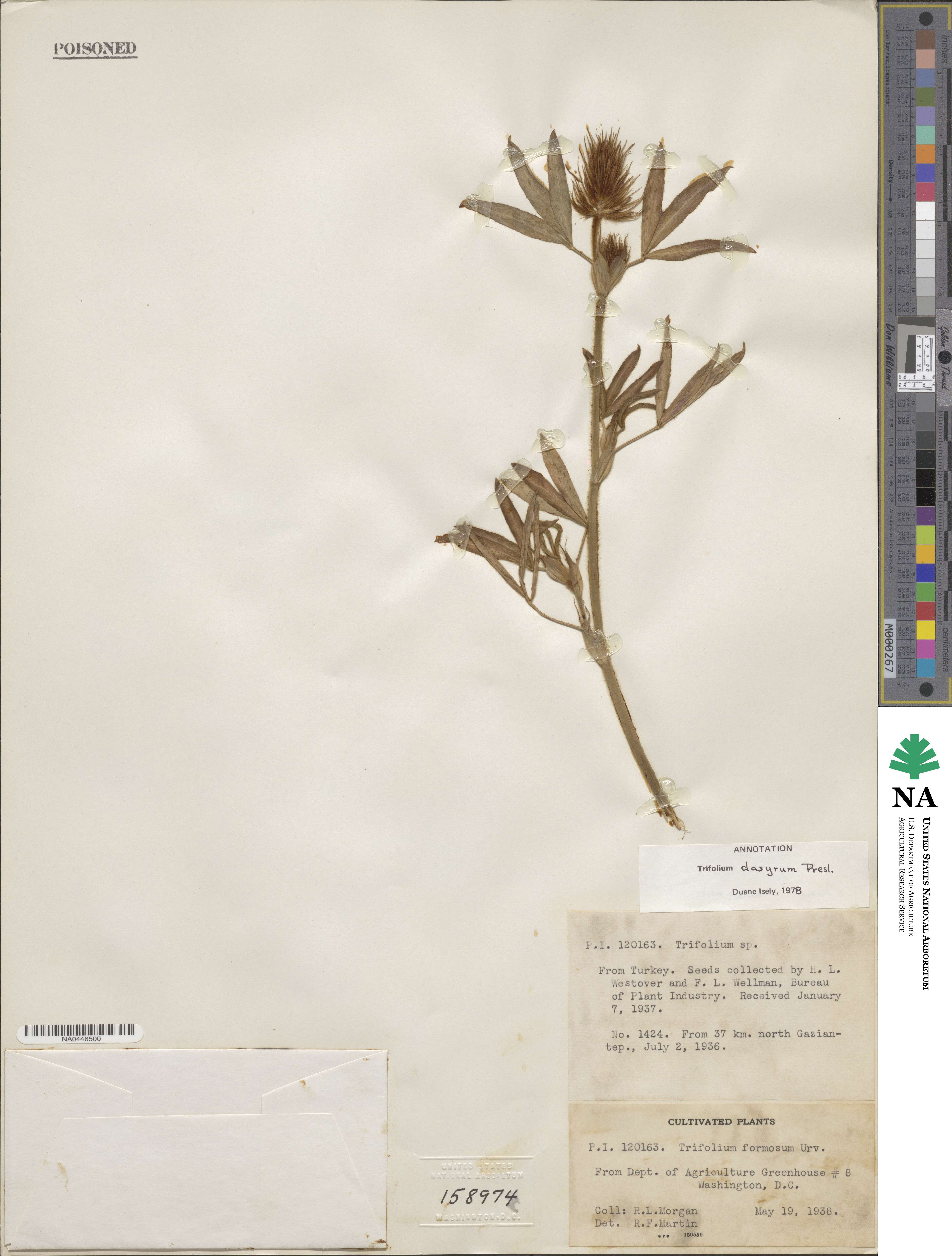 Trifolium dasyurum image