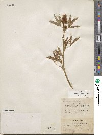 Trifolium dasyurum image