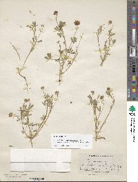 Trifolium depauperatum image