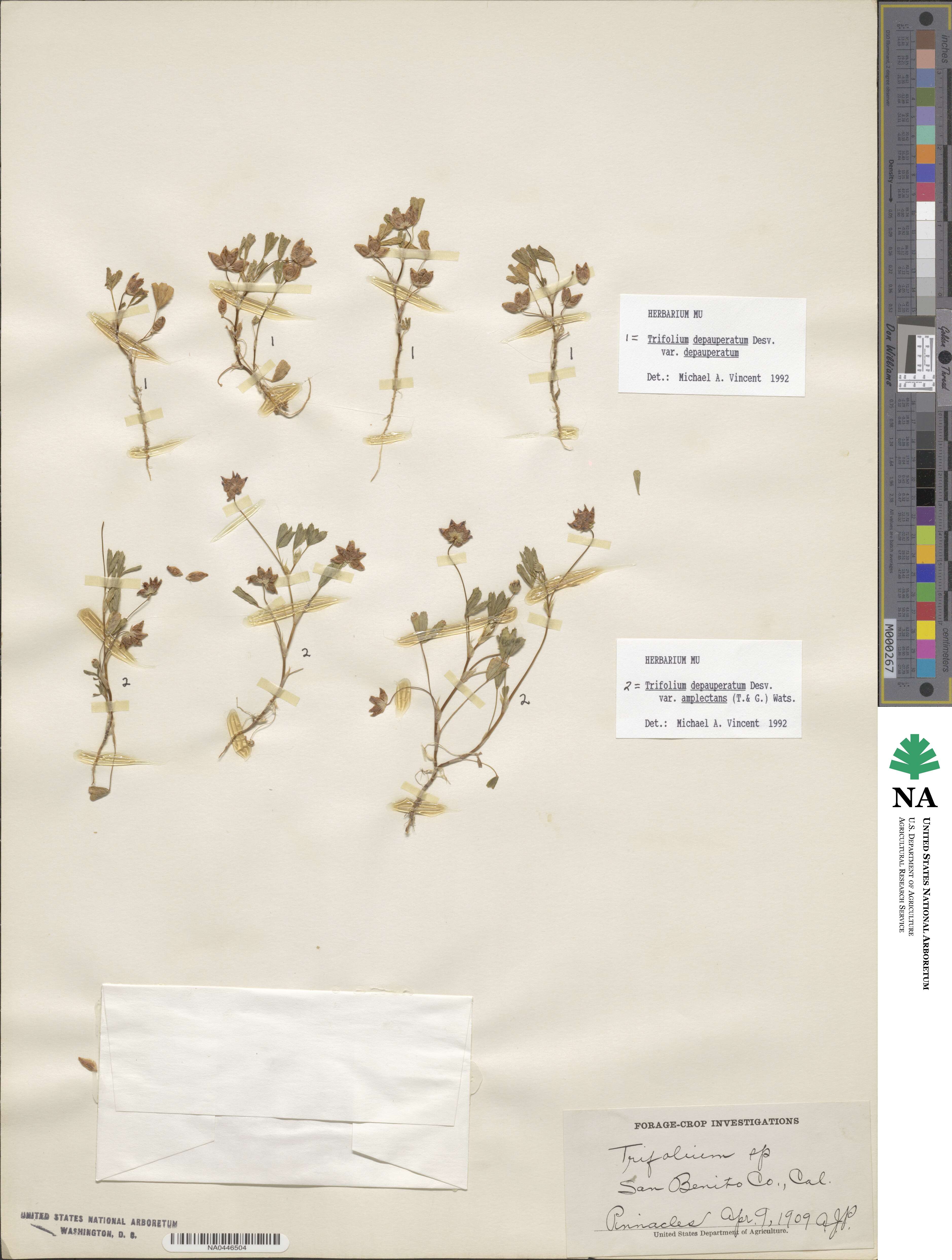 Trifolium depauperatum image