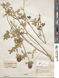 Trifolium diffusum image