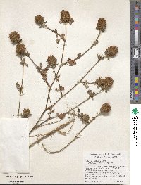 Trifolium diffusum image