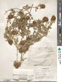 Trifolium diffusum image