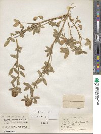 Trifolium diffusum image