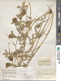 Trifolium diffusum image