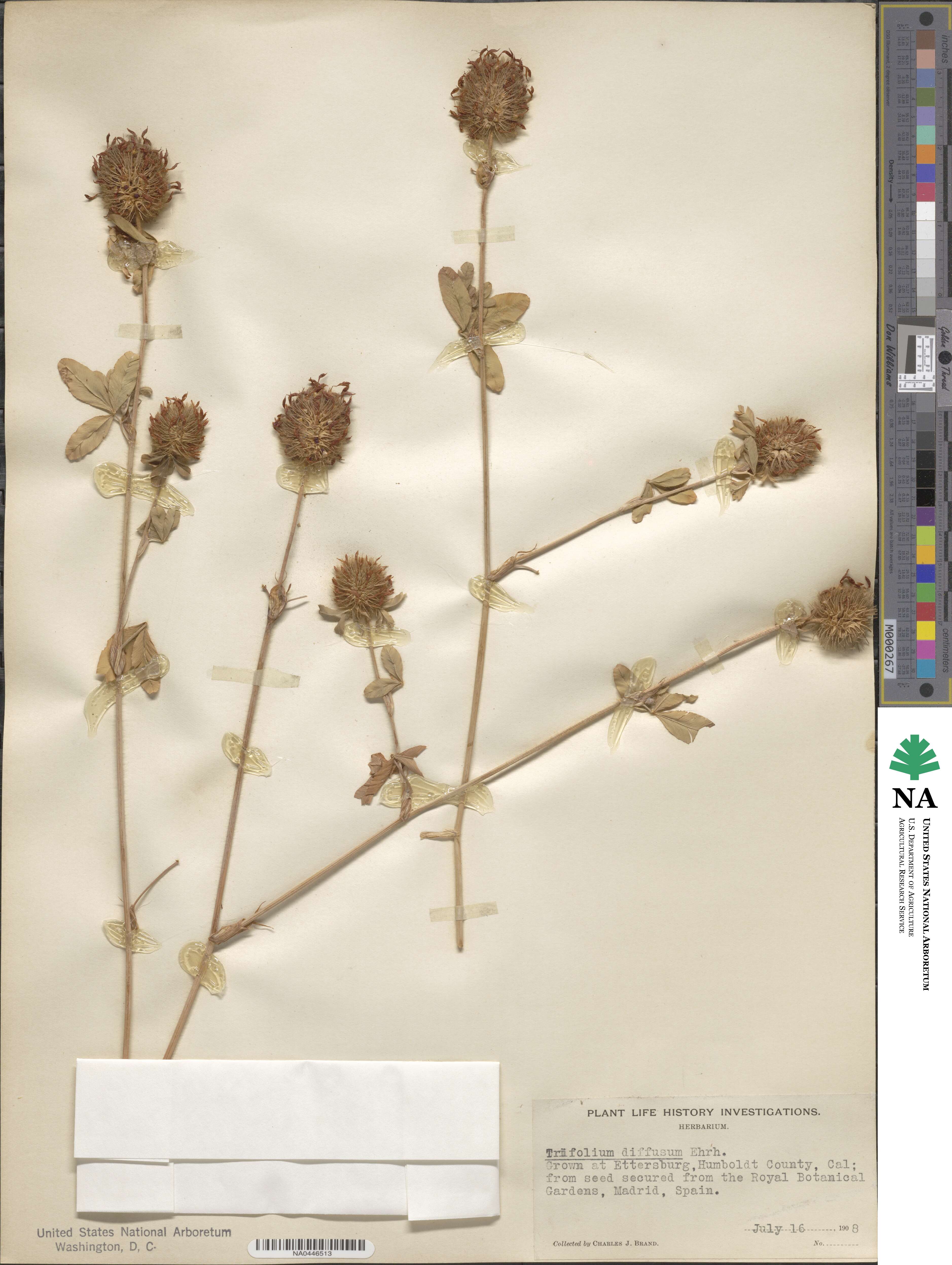 Trifolium diffusum image