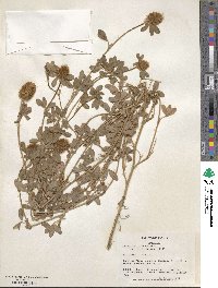 Trifolium diffusum image