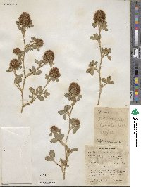 Trifolium diffusum image