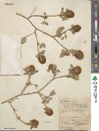 Trifolium diffusum image