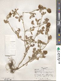 Trifolium diffusum image