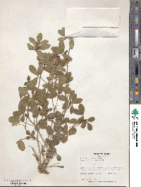 Trifolium diffusum image