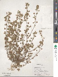 Trifolium dubium image